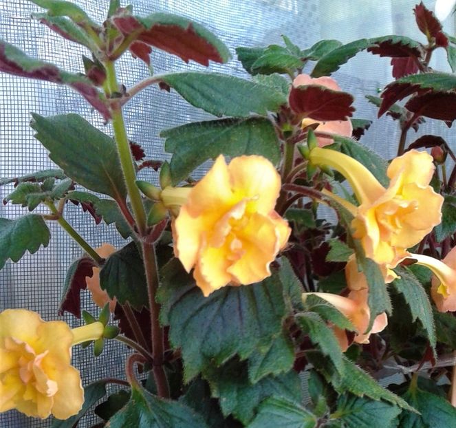  - 00017 ACHIMENES