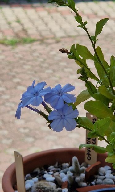  - Plumbago- jasminum azoricum -acalipha