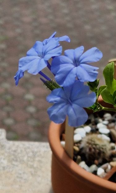  - Plumbago- jasminum azoricum -acalipha