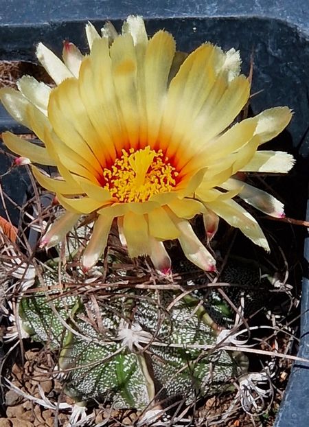 Astrophytum capricorne - Astrophytum