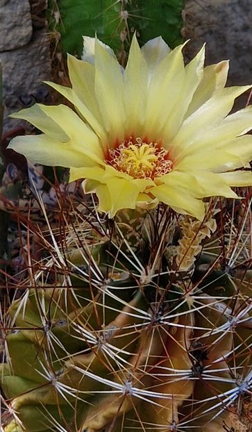  - Astrophytum