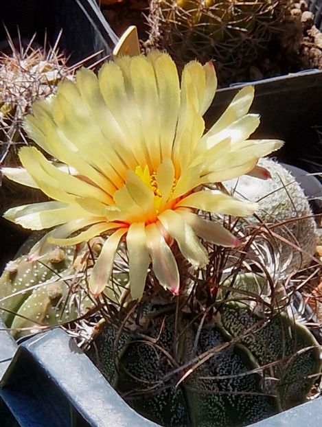  - Astrophytum