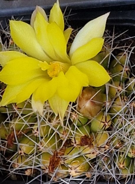 Mammillaria longimamma 2023 - Mammillaria