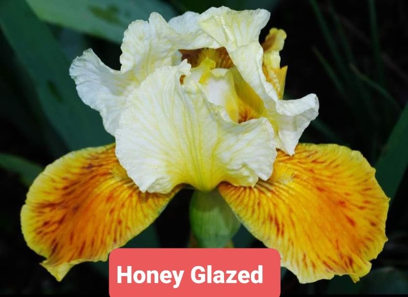  - Honey Glazed