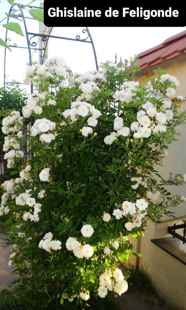  - Ghislaine de Feligonde