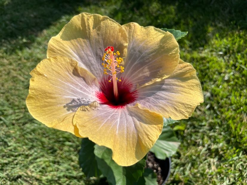 94CF7E9A-B2F0-498A-803A-19C46C3A3860 - 001 - Hibiscusi