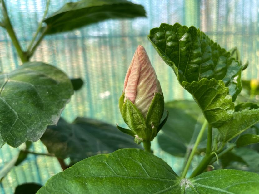 67550D96-AA75-44E0-AFB2-3F491F5E4DD0 - 001 - Hibiscusi