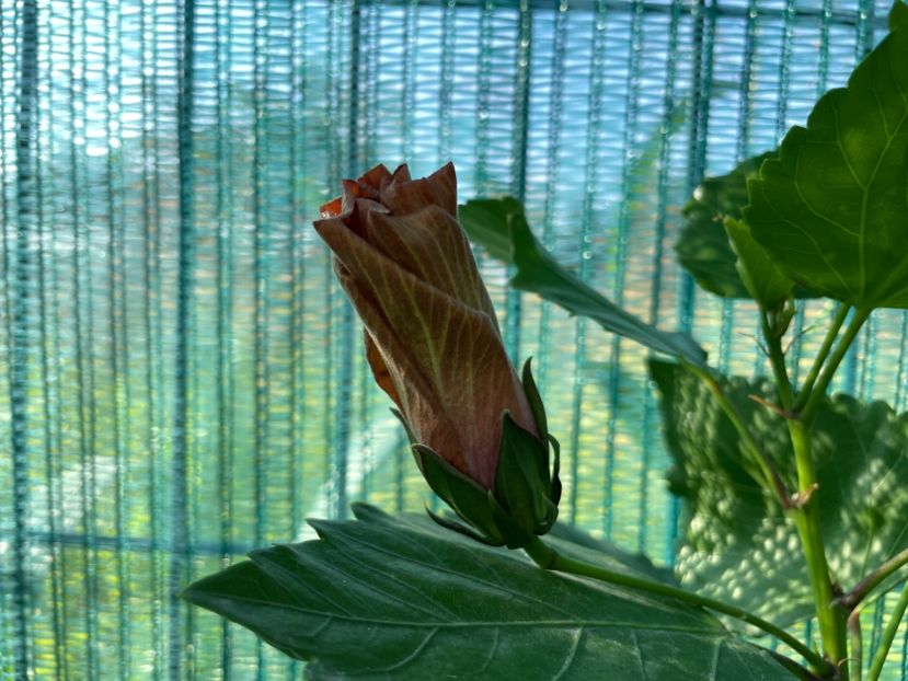 EA2BF0CA-3273-430C-BF77-FF966B7049B3 - 001 - Hibiscusi