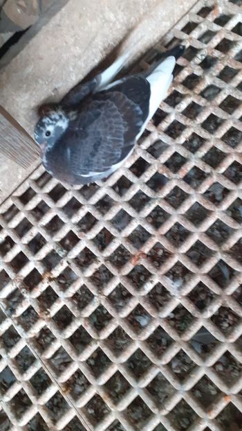 IMG-20230718-WA0015 - xxx Pigeons