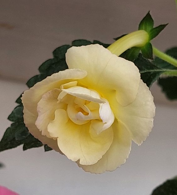  - AAA RIZOMI ACHIMENES DISPONIBILI -2023