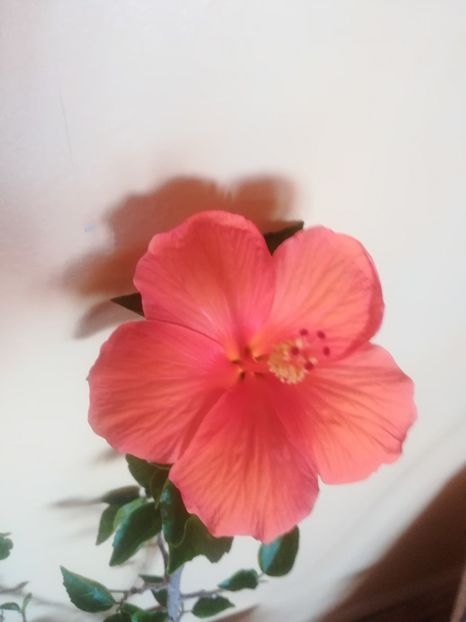  - Hibiscus 2023