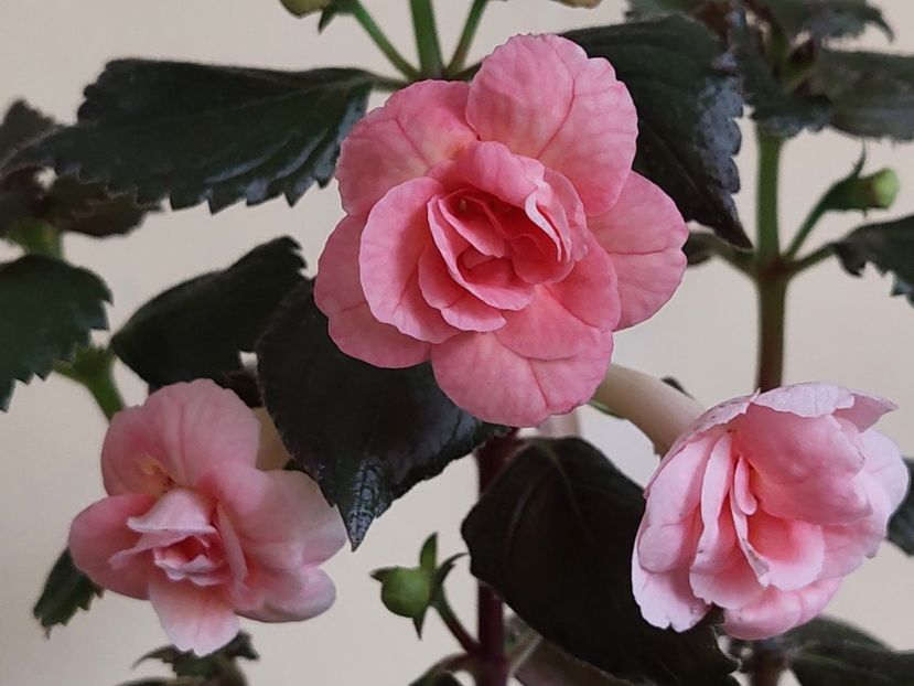  - RF-S PINK SWAN