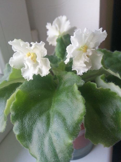 Sportiva.... - Rs Arlekino