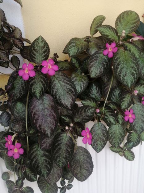  - EPISCIA
