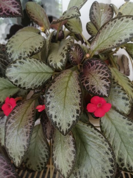  - EPISCIA