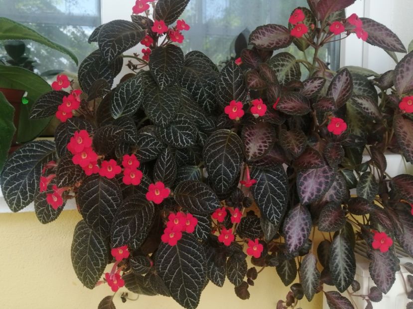  - EPISCIA