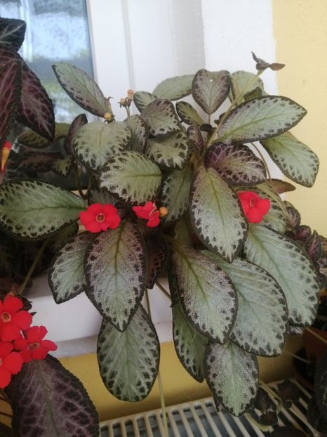  - EPISCIA