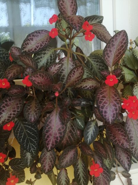  - EPISCIA