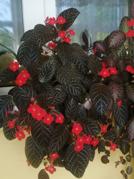  - EPISCIA