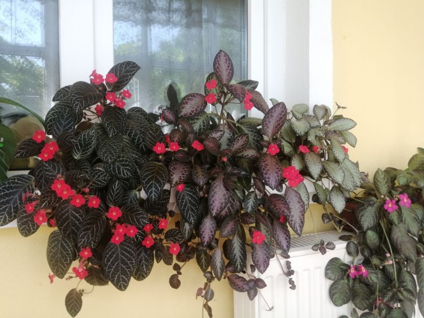  - EPISCIA