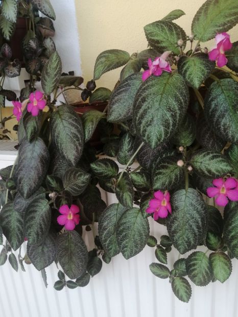  - EPISCIA