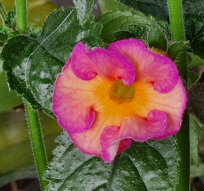 Dark Sun - Achimenes 2023