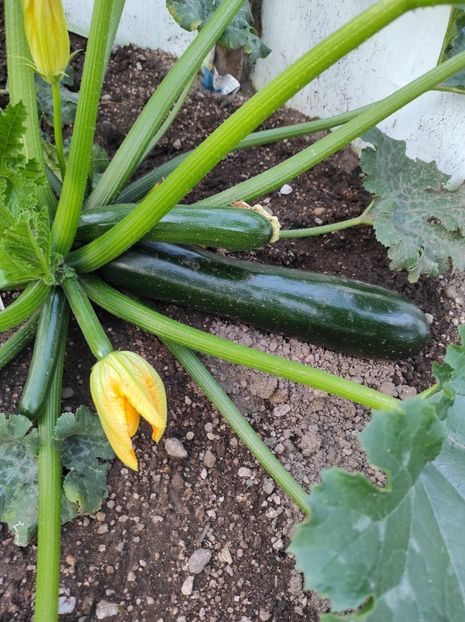 Img-2023.07.13 - A doua grădină