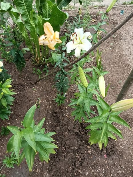 Img.2023.07.15 - A doua grădină