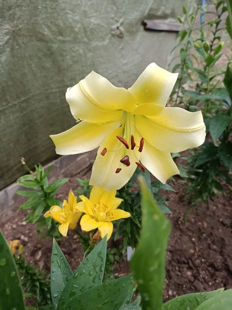 Img.2023.07.15 - A doua grădină