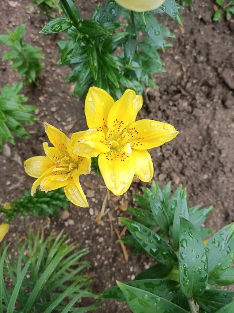 Img.2023.07.15 - A doua grădină