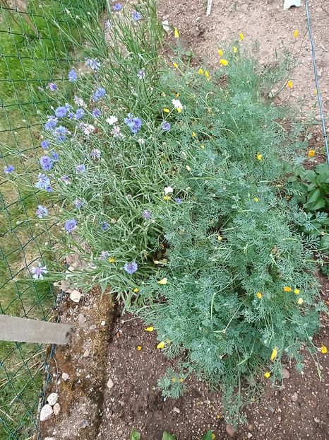 Img.2023.07.15 - A doua grădină