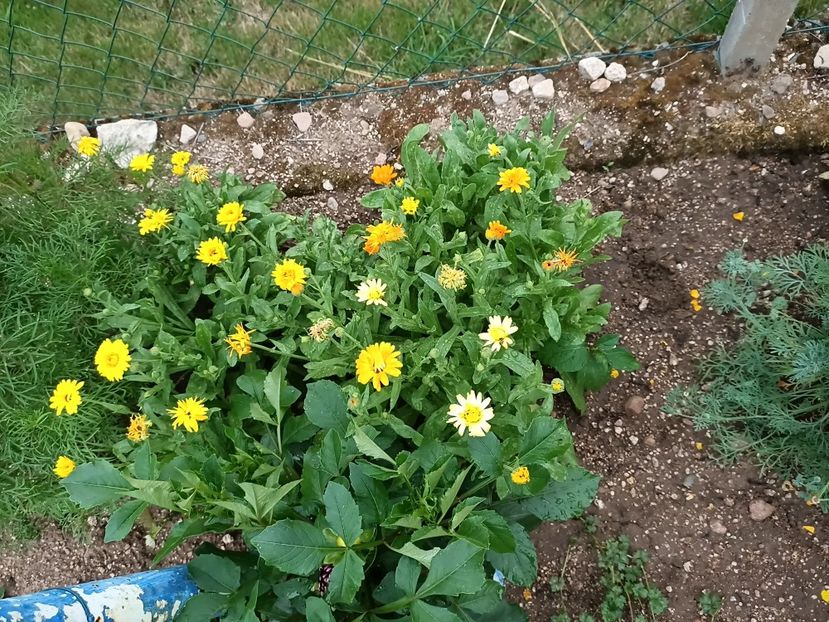 Img.2023.07.15 - A doua grădină