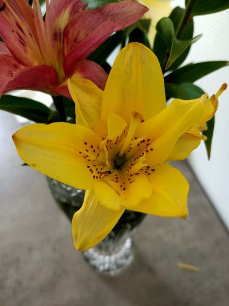 Img.2023.07.16 - A doua grădină