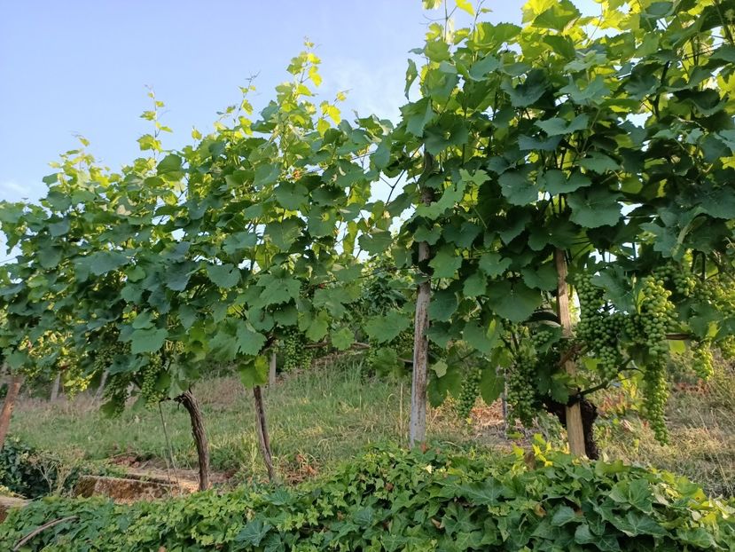 Img.2023.07.11 - Zu-Cele mai frumoase grădini