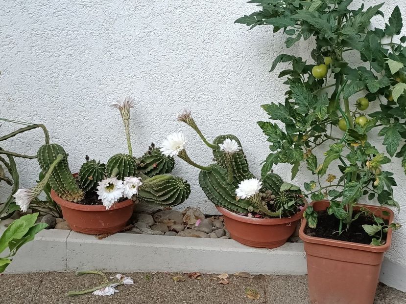 Img.2023.07.11 - Zu-Cele mai frumoase grădini