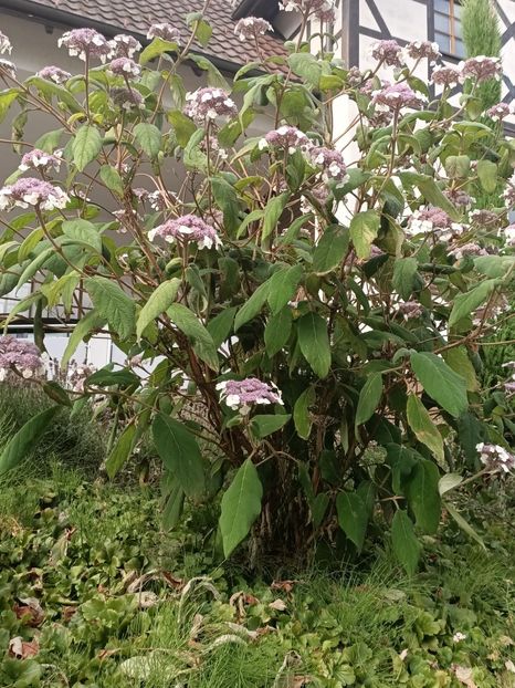 Img.2023.07.12 - Zu-Cele mai frumoase grădini