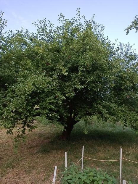Img.2023.07.14 - Zu-Cele mai frumoase grădini