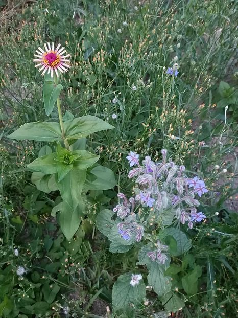 Img.2023.07.14 - Zu-Cele mai frumoase grădini