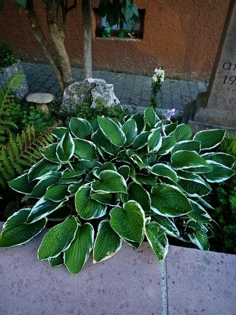 Img.2023.07.14 - Zu-Cele mai frumoase grădini