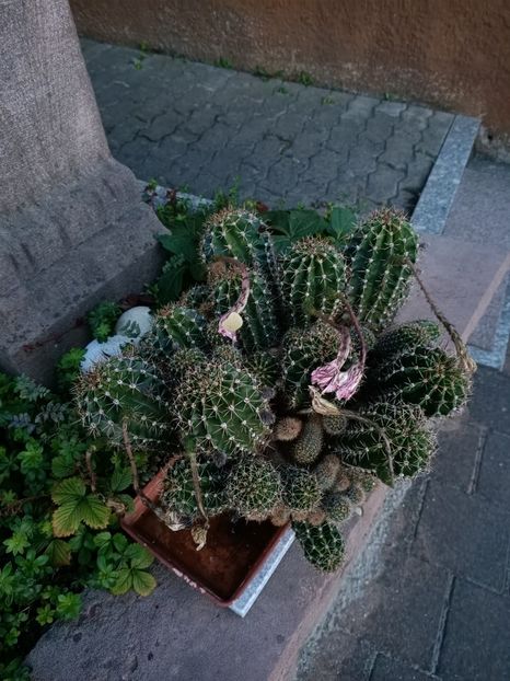 Img.2023.07.14 - Zu-Cele mai frumoase grădini