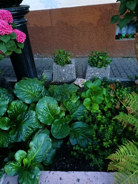 Img.2023.07.14 - Zu-Cele mai frumoase grădini