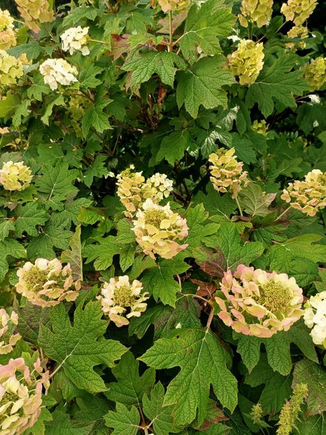 Img.2023.07.17 - Zu-Cele mai frumoase grădini