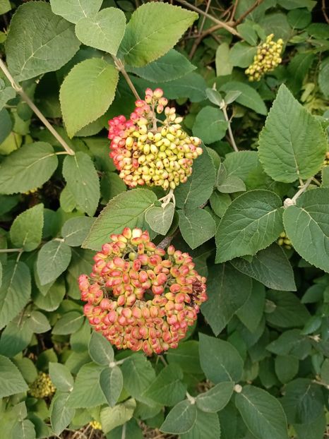 Img.2023.07.19 - Zu-Cele mai frumoase grădini