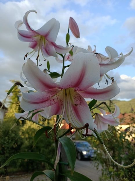 Img.2023.07.19 - Zu-Cele mai frumoase grădini