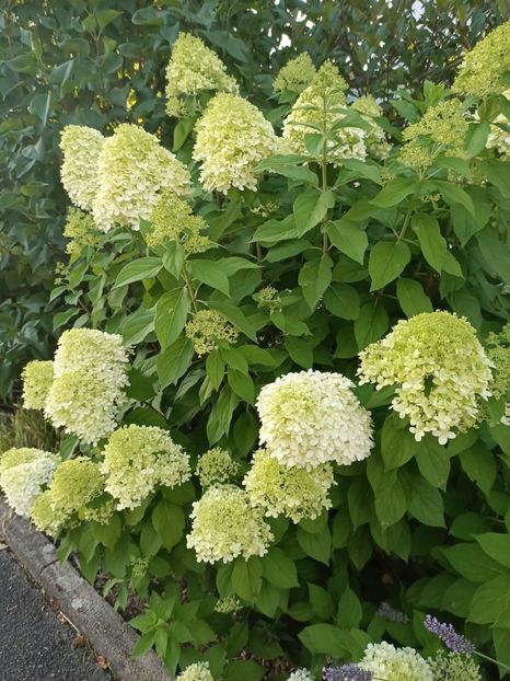 Img.2023.07.19 - Zu-Cele mai frumoase grădini