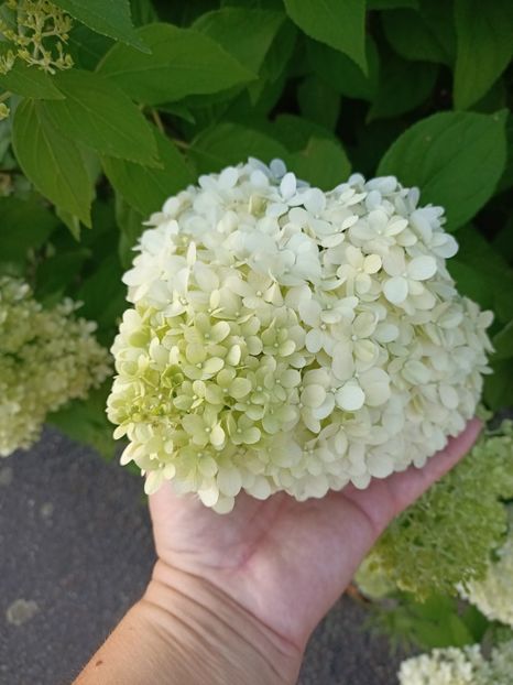 Img.2023.07.19 - Zu-Cele mai frumoase grădini