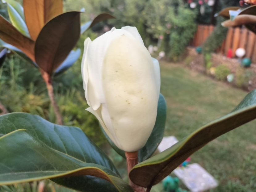 IMG20230719075924 - Magnolia grandiflora gallisoniensis
