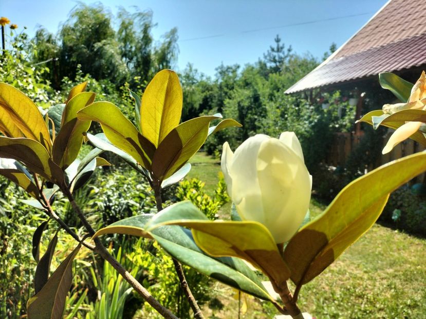 IMG20230718162117 - Magnolia grandiflora gallisoniensis