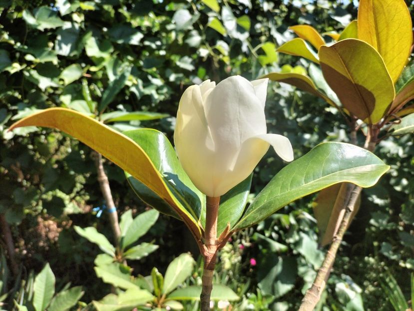 IMG20230718162103 - Magnolia grandiflora gallisoniensis