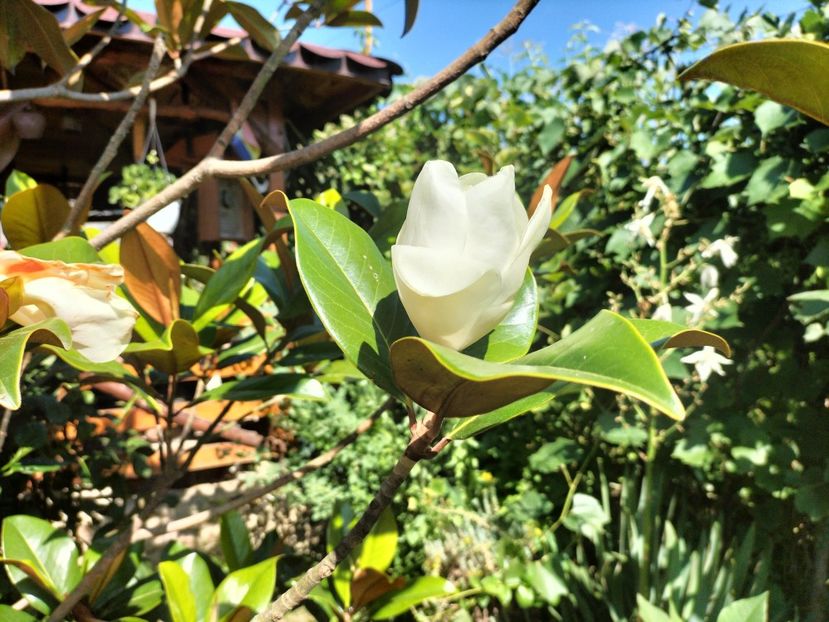 IMG20230718162044 - Magnolia grandiflora gallisoniensis